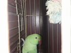 Ожереловый попугай ручной объявление продам