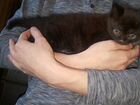 Кошка(черная полосатая) объявление продам