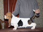 Продается трехцветный щенок бассет-хаунд объявление продам