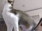 Молодой кот от Абиссинской кошки объявление продам
