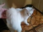 Белоснежный кот турецкая ангора объявление продам