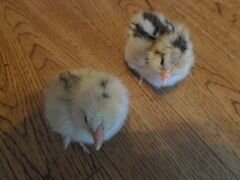 Цыплята от несушек от 13 апреля