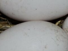 Яйца гусиные, для инкубации