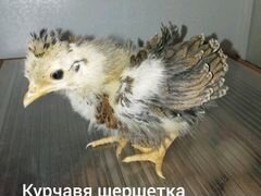 Цыплят"Курчавая", "Шёлковая"