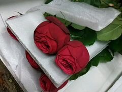 Пионовидная роза одноголовая piano с доставкой