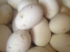 Гусиные яйца на инкубацию