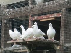 Белые спортивные голуби