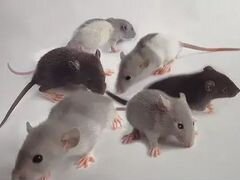 Крысы декоративные