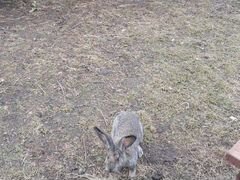 Кролик шиншилла