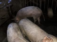 Свинья ландраст кастрат