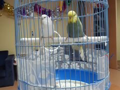 Выставочные попугаи с клеткой