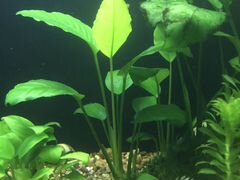 Аквариумные растения рыбки
