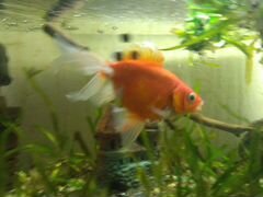 Золотая рыбка вуаливая