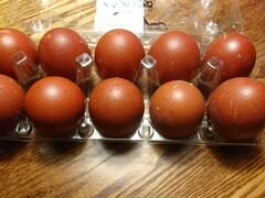 Инкубационное яйцо кур маран черно-серебристый