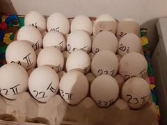 Яйца гусей,собранные с20февр. по28 февр