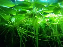 Продам аквариумное растение лимнобиум