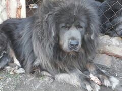 Продам щенков Тибетского мастифа