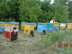 Пчеломатки из Белоруссии