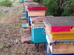 Продаю пчел помеси среднерусской и местной породы