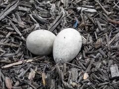 Инкубационные гусиное, индоутиное яйцо