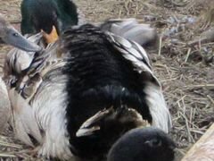 Башкирская утка