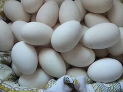 Яйца гусиные на инкубатор