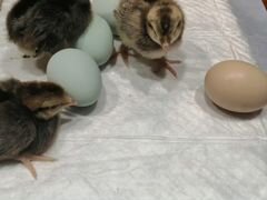 Цыплята легбара (инкубационные яйца)