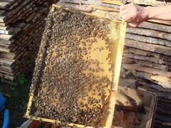 Продажа пчелопакетов