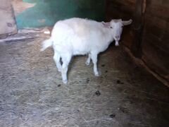 Продаётся коза