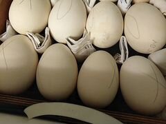 Яйца гусей на инкубацию