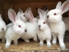 Крольчата 1,5-2 месяца