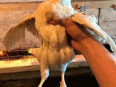 Продам цыплят от 1месяца до 2.8месяца и гусей