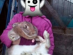 Кролики и крольчата великаны на мясо и разведение