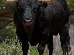К.р.с. быки телки коровы