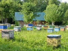 Улей, пчелы и рамки