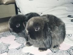 Крольчата вислоухие
