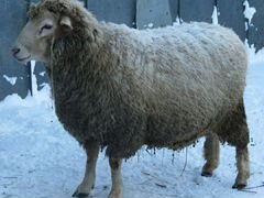 Овцы куйбышевской породы