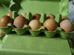 Яйцо инкубационное доминант