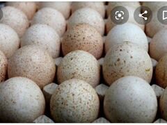 Инкубационные яйца цветной индейки