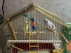 Продам 2 волнистых попугаев