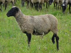 Овцы романовской породы