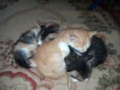 Мы семейка 3 кота, 2 кота и одна кошечка (Персик