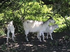 Коза с двумя козачками обе самки