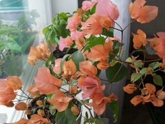 Бугенвиллия, цвет персиковая и фуксия