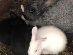 Самка с крольчатами