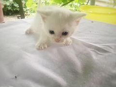 Отдаётся белый котёнок