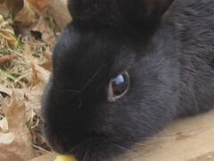 Кролик (крольчиха)