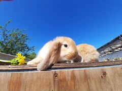 Кролики порода французский баран