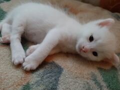 Котик альбинос