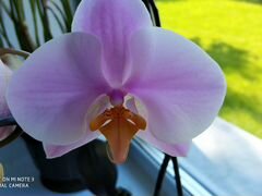 Домашние орхидеи